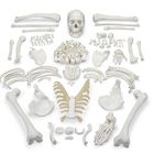 Carolina&reg; Disarticulated Human Skeleton