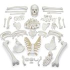 Disarticulated Human Skeleton