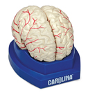 Human Brain With Arteries Model