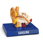 Human Ear Model