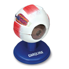 Carolina&reg; Human Eye Model