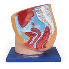 Carolina&reg; Female Half Pelvis Model