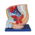 Carolina&reg; Male Half Pelvis Model