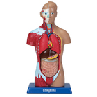 Carolina&reg; Human Micro Sexless Torso Model