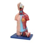 Carolina&reg; Miniature Dual Sex Muscular Torso Model