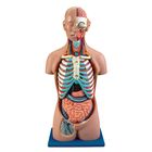 Carolina® Human Sexless Torso Model with Open Back