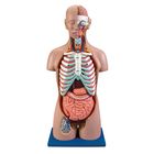 Carolina® Human Dual Sex Torso Model with Open Back