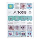 Mitosis Cell Division Chart