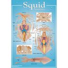 Squid Anatomy Poster