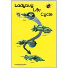 Ladybug Life Cycle Poster