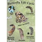 Painted Lady Butterfly Life Cycle Chart