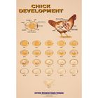 Chick Development Chart