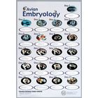 Avian Embryology Chart