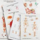 Giant  Human Anatomy Series Charts