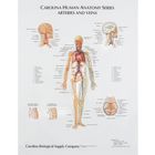 Anatomy Classroom Resources