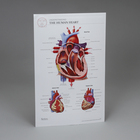 Anatomical Post-it&reg; Charts