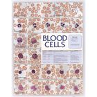 Blood Cells Chart