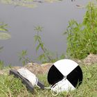 Secchi Disc with Calibrated Line