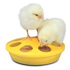 Chick Feeder