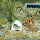 Feeding Block, 7-Day Fish Feeder