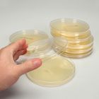 Mueller Hinton Agar Prepared Media Plates 150 X 15 Mm Pack 10