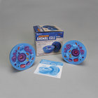 Cross-Sectional Animal Cell Model