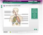 Stc Secondary Exploring Respiration And Circulation Interactive Whiteboard Activity