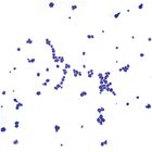 Corn Starch, w.m., Microscope Slide