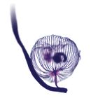 Dictydium, w.m., Microscope Slide