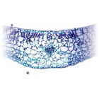 Geranium Leaf (Pelargonium), cross section, Microscope Slide