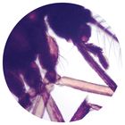 Aedes Adult, w.m., Microscope Slide