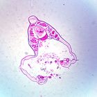 Amphioxus, Head, cross section, Microscope Slide