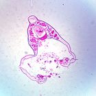 Amphioxus Head C S Microscope Slide