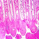 Amphioxus, Digestive, cross section, Microscope Slide