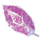 Amphioxus, Caudal, cross section, Microscope Slide
