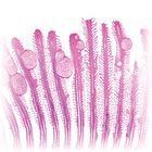 Fish Gill, section Microscope Slide
