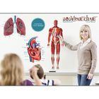 Self-Adhesive Human Anatomy BodyPartCharts&trade;