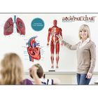 Self Adhesive Human Anatomy Bodypartcharts