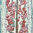 Anthoceros Mature Sporophyte, l.s., 12 &#181;m Microscope Slide