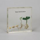 Bean Germination Plastomount