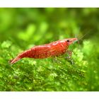 Cherry Shrimp, Living