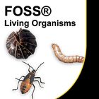 Foss Next Generation Living Materials Insects And Plants Live Shipment 4 5 Painted Lady Butterfly Larvae And Food