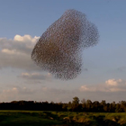 Phenomena Video Gallery