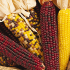 Seedling Genetics (Corn)
