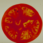 Seedling Genetics (Soybean or Tomato)