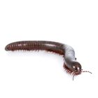 Millipede