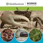 Smithsonian Science For The Classroom How Can Animals Use Their Senses To Communicate Living Materials Order Sheet 6 Fiddler Crabs And Food