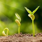 Seed Germination
