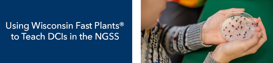 Using Wisconsin Fast Plants® to Teach DCIs in the NGSS header graphic