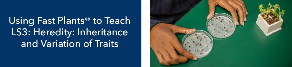 Using Fast Plants® to Teach LS3: Heredity: Inheritance and Variation of Traits header graphic